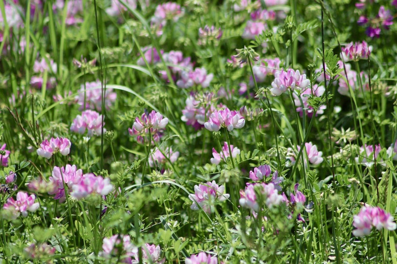 Securigera varia - bodembedekker - vlinderplant - inheems